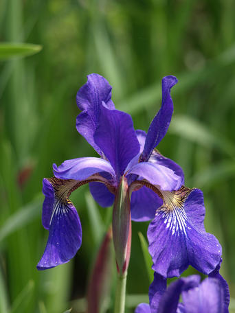 Iris