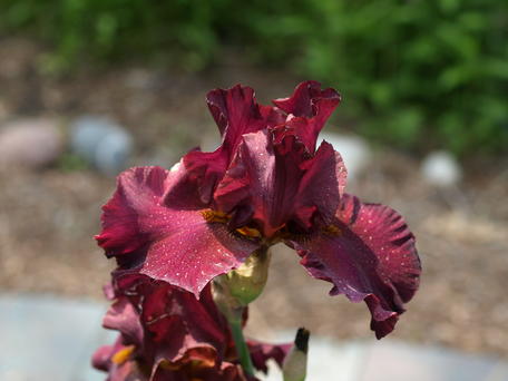 Iris #2