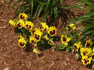 Pansies