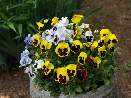 Pansies #2