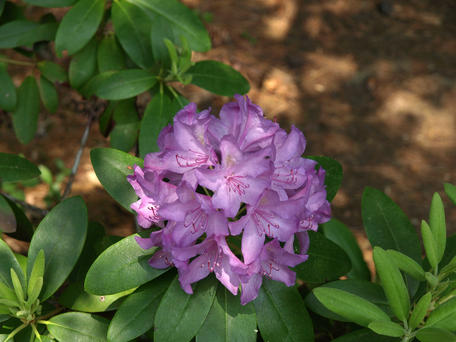Rhododendron #2