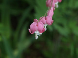 Bleeding hearts