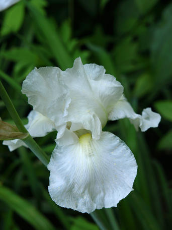 Iris #12