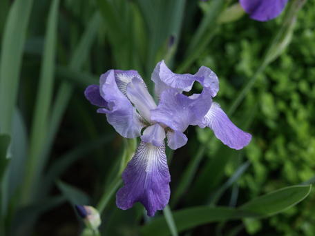 Iris #3