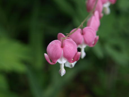 Bleeding hearts #3