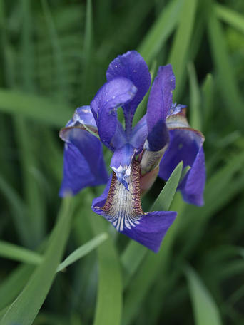 Iris #6