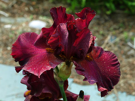 Iris #7