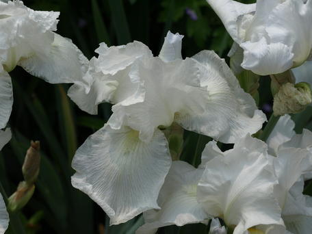 Iris #13