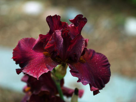 Iris #8