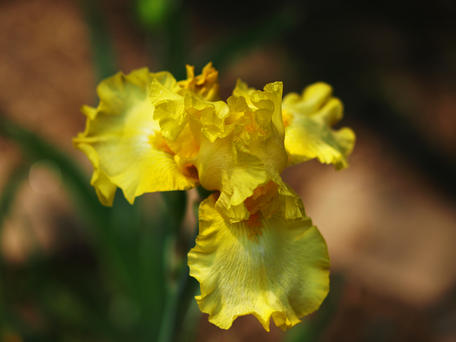 Iris #9