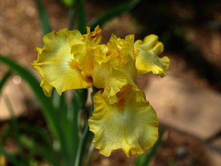 Iris #10