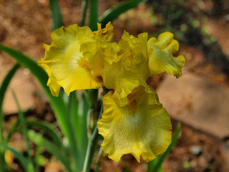 Iris #11