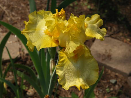 Iris #14
