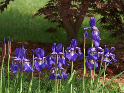 Irises #7