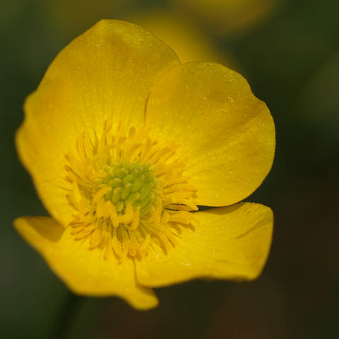 Yellow flower