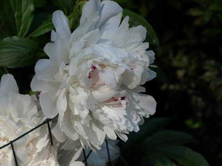 Peony