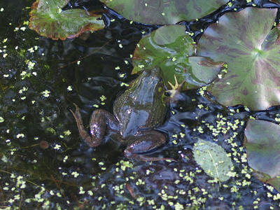 Frog #5