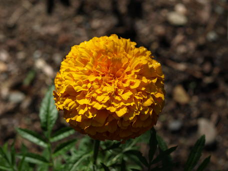Marigold