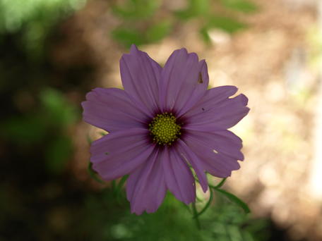 Purple flower