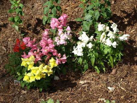 Snapdragons #2