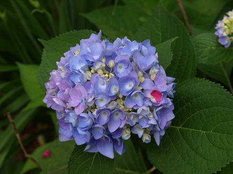 Hydrangea