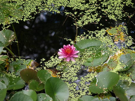 Water lily