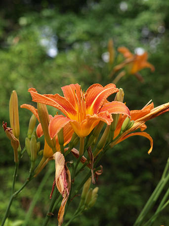 Tiger lily #2