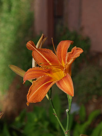 Tiger lily #3