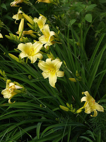 Day lily