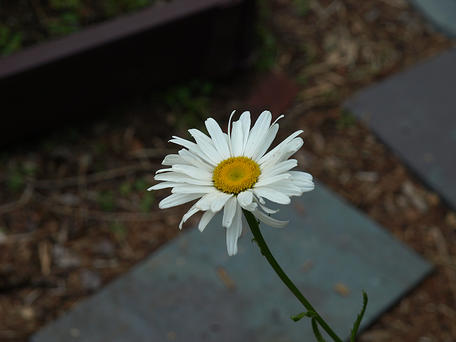 Daisy