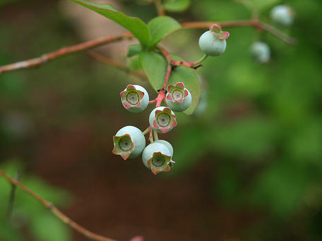 Blueberries