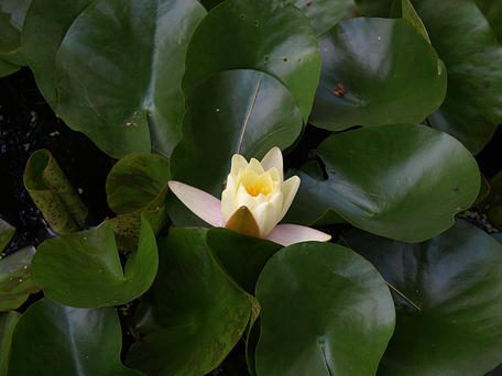 Water lily #2