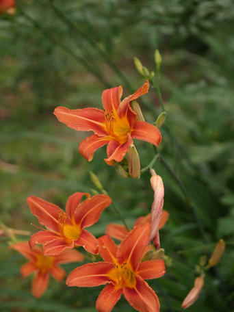 Tiger lily #4