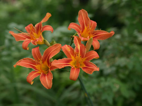 Tiger lily #5