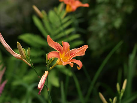 Tiger lily #6