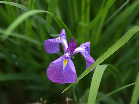 Purple iris