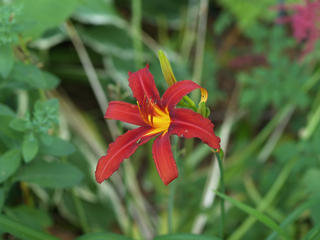 Day lily #2