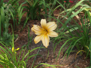 Day lily #3