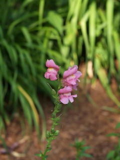 Snapdragons #5