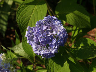 Hydrangea #2
