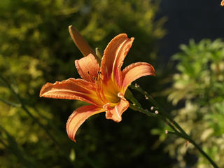 Day lily #10