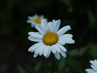 Daisy #2
