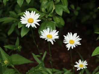 Daisies #2