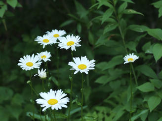 Daisies #3