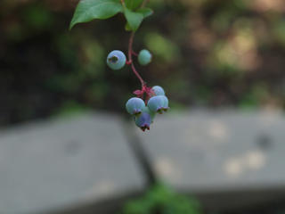 Blueberries #3