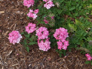 Pink flowers