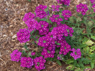 Purple flowers
