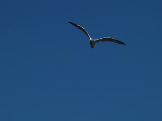 Seagull