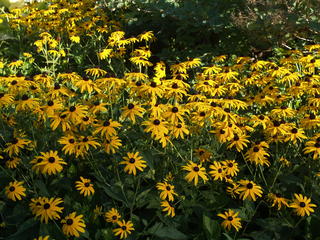 Black-eyed susan