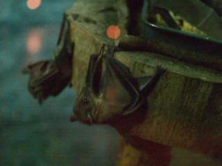 Bats #2
